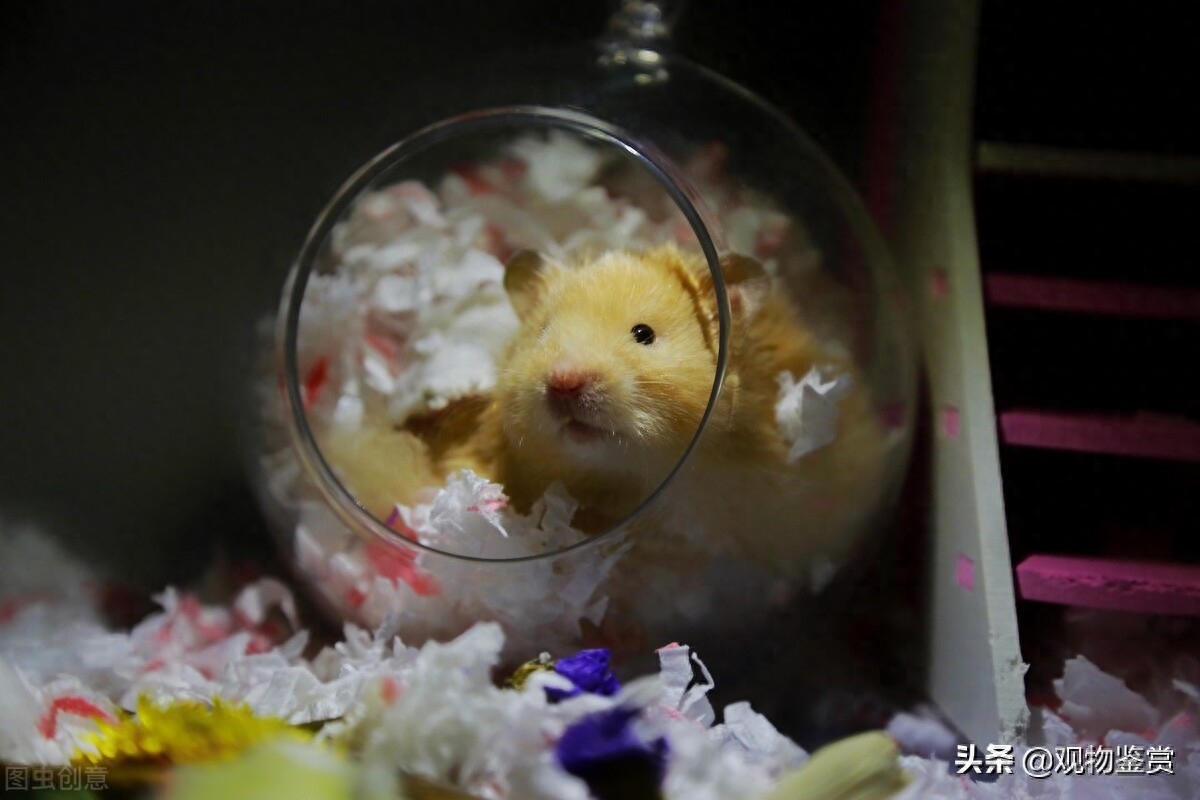 仓鼠湿尾症最简单的治法有哪些(注意：湿尾严重要立马就医)