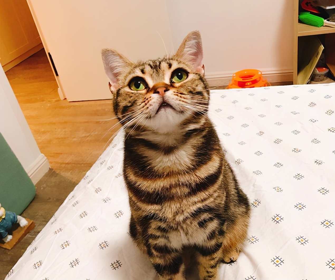 美短什么花纹最昂贵呢(附:美短最贵最值钱品相)