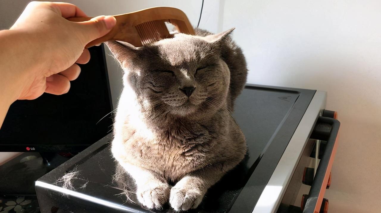 英短猫怎么养比较好（详解：养英短猫的注意事项）