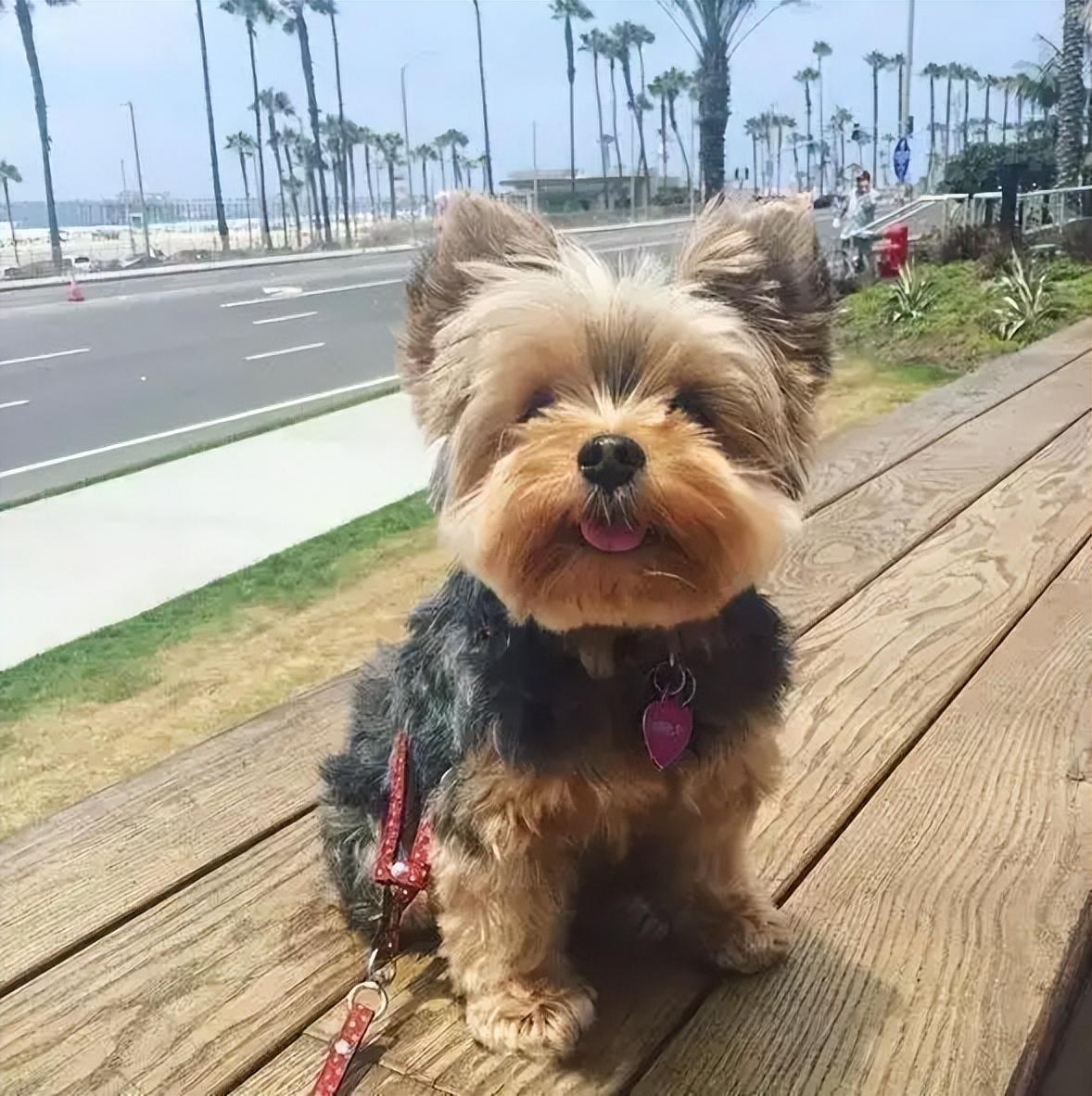 约克夏幼犬一般多少钱呢