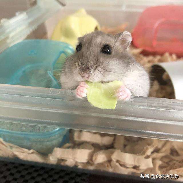 两岁仓鼠的年龄相当于人类的几岁