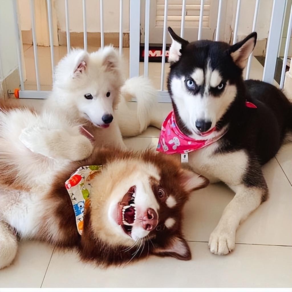 世界三大傻狗排名