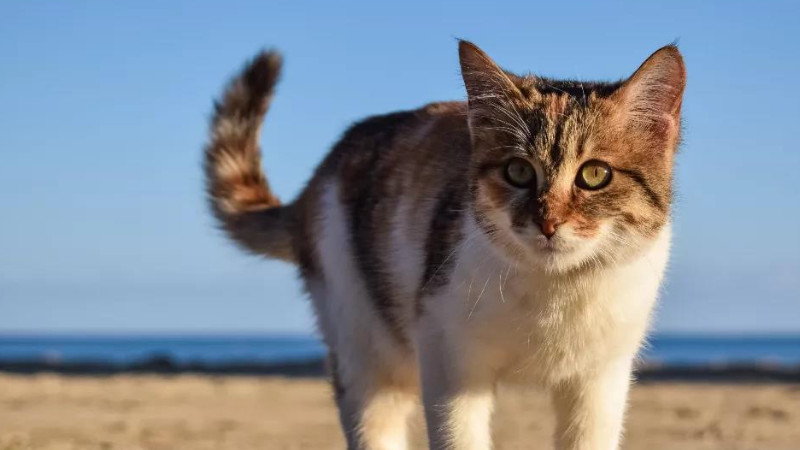 长期驱赶猫且有效的办法有哪些（附：7种长期驱赶猫的方法）