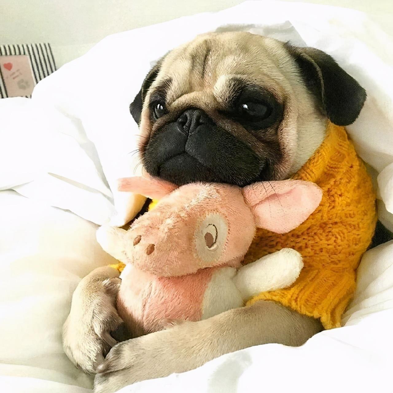 巴哥犬训练技巧（教你怎么训练巴哥犬）