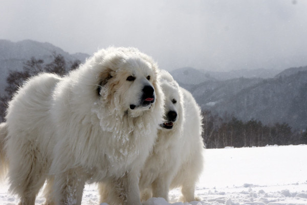 建议家养的大型犬清单(介绍1-10名温和而亲切的大型犬种)