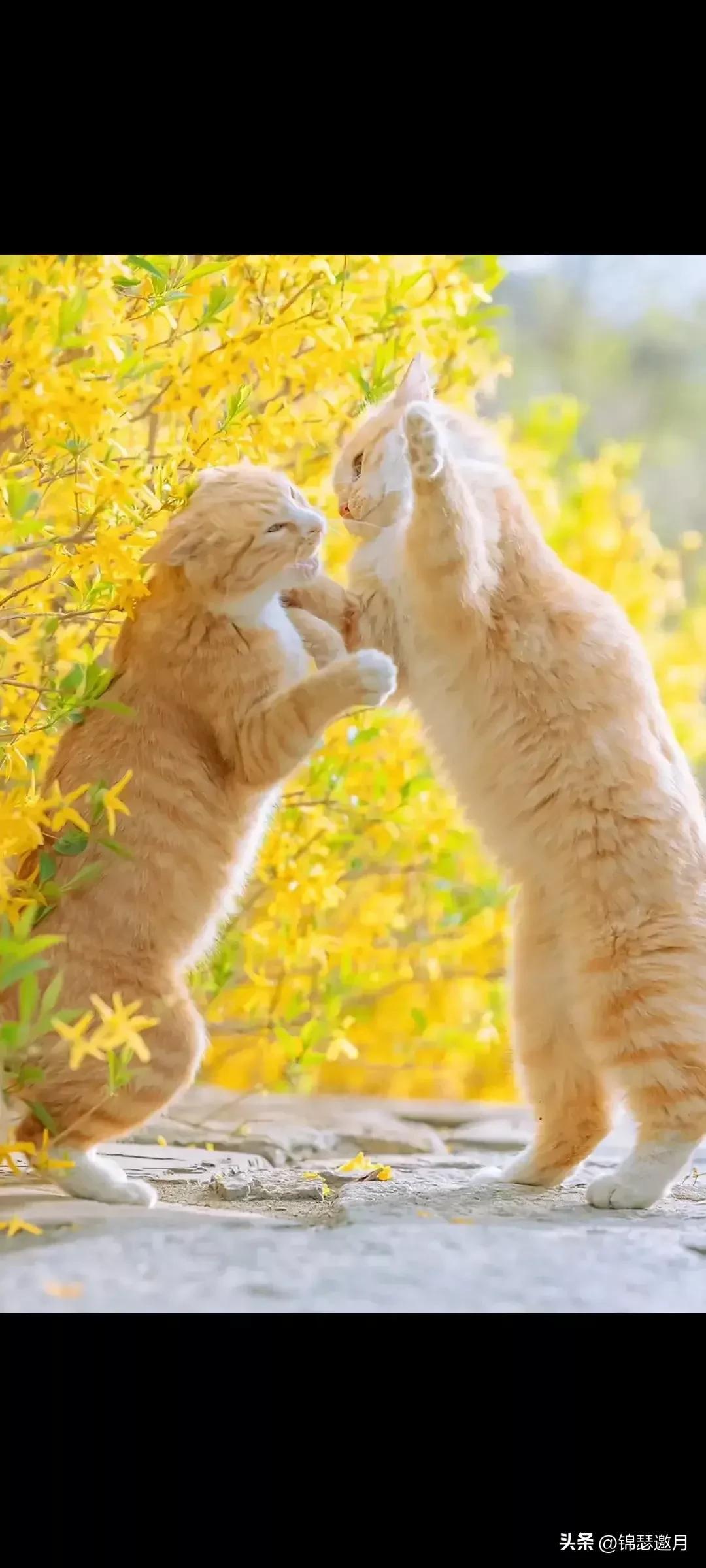 猫图片大全可爱（分享图片可爱的猫猫）