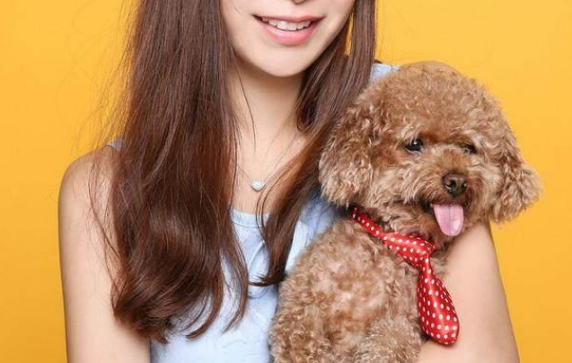 价格便宜的宠物狗幼犬品种有哪些（盘点2023便宜的小型宠物狗）