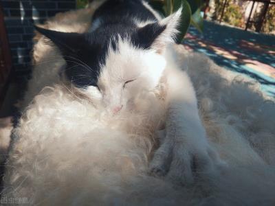 猫为什么会有踩奶的行为（踩奶行为不只是简单的生理表现）