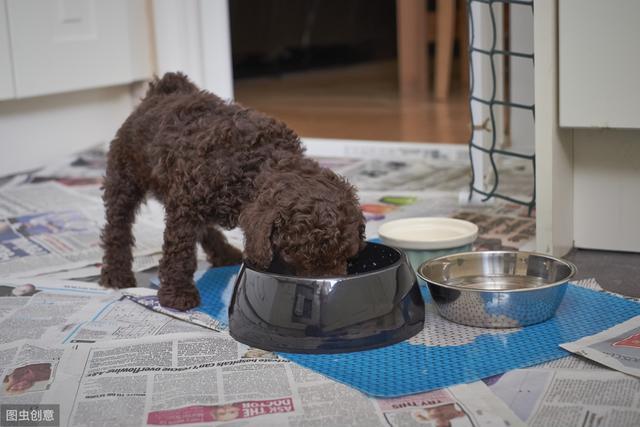纯种黑色泰迪狗多少RMB一只（详解：泰迪犬幼犬饲养注意）