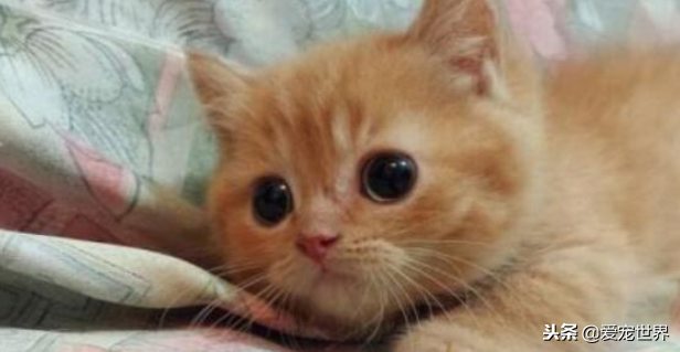 4岁的猫算不算老猫（附：10岁的猫才算进入老年圈了）