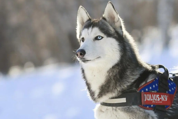 建议家养的大型犬清单(介绍1-10名温和而亲切的大型犬种)