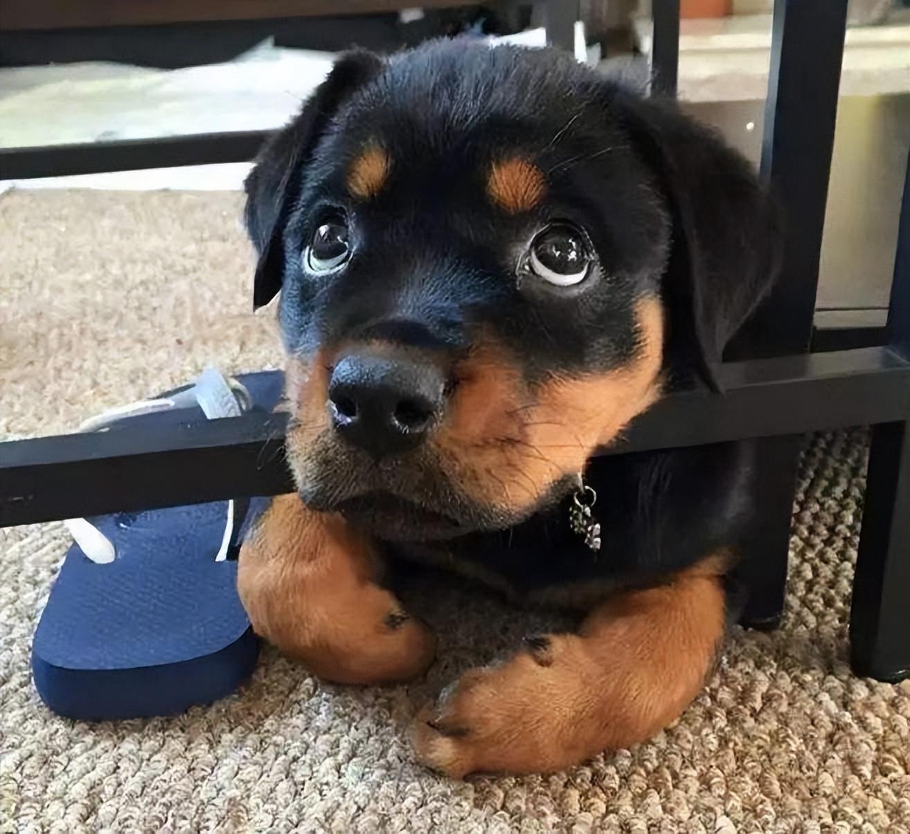 盘点六大适合新手养的狗狗(新手养什么狗最省心)