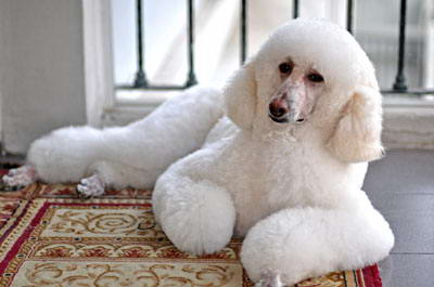 巨型贵宾犬的喂养要求