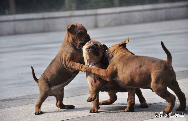最强的十种猎犬介绍（什么猎犬最好养）