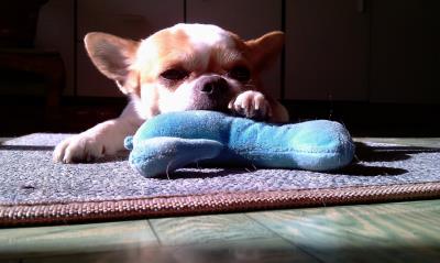 狗狗神经炎初期表现（狗狗出现这几种表现）