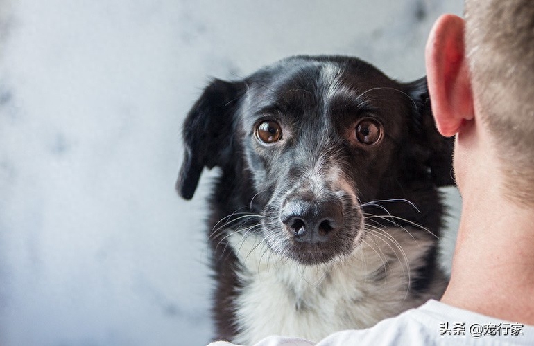 狗狗脑子每天在想什么