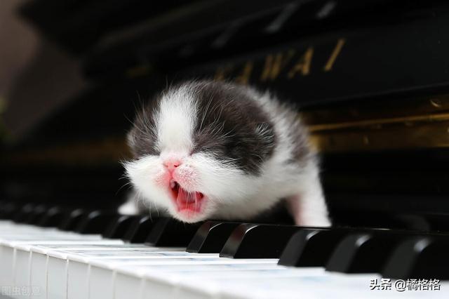 猫咪不洗澡真的不脏吗(不洗澡的猫咪脏么)