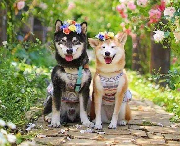 分享土狗的自然繁育方法（附：照顾发情期的狗狗危险吗）