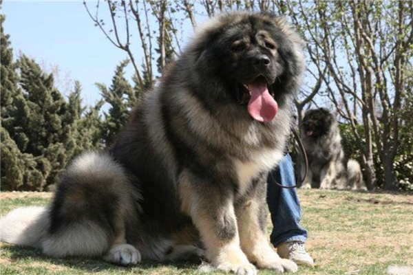 十大认主的狗狗排名（哪种狗狗最认主人）