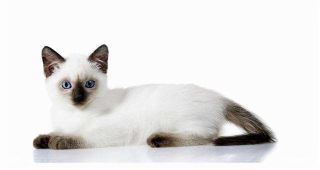 猫咪鉴赏（十四）陪伴在我们身边的小精灵——泰国暹罗猫