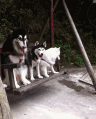 世界三大傻狗排名(最傻的狗是哪三个)