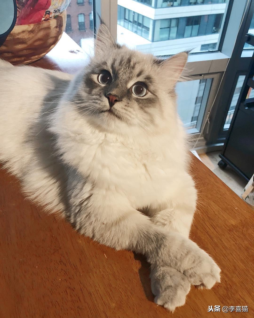 公猫绝育后一直不吃饭（猫绝育后食欲不振和嗜睡持续3天立即就医）