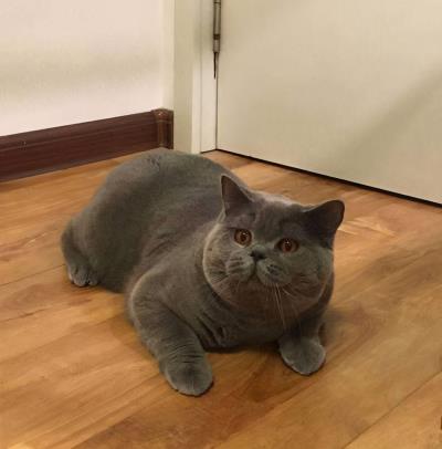 英短蓝猫图片大全（英短蓝猫有这7个优点）