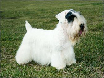 宠物犬排名及图片大全（宠物犬种类大全及名称）