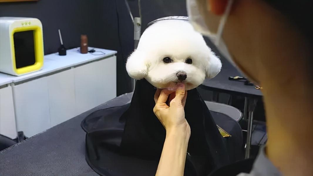 详解比熊犬的五大特点（纯种比熊犬有哪些特征）