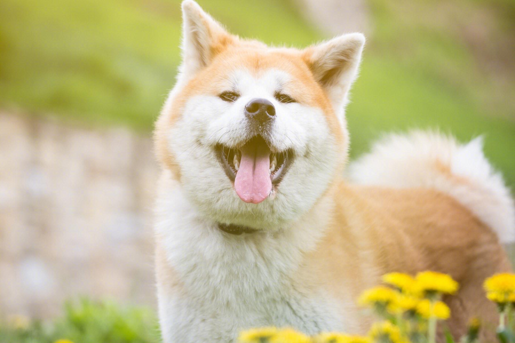 日本名犬秋田犬价格一栏表（秋田犬多少钱一只）