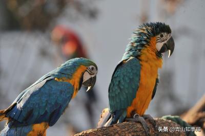 玄凤鹦鹉多大教他说话（刚开始怎么教鹦鹉说话）