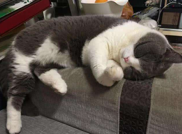 猫为啥喜欢凑人脸上闻(猫为啥喜欢凑人脸上闻来闻去)