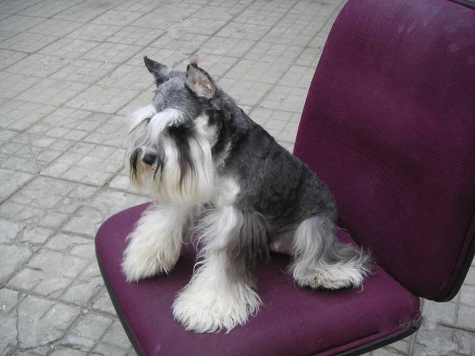 带你取老头狗的别名（长的像小老头的狗叫什么）