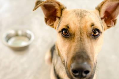 主人一定要注意：狗狗死后的七天要注意什么