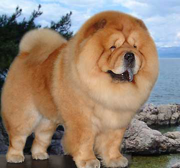 宠物犬排名及图片大全（宠物犬种类大全及名称）