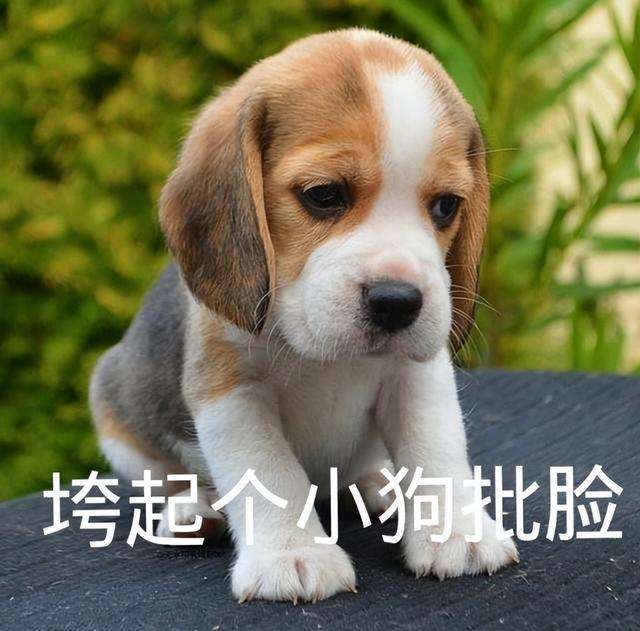 茶杯犬的寿命及生活习性