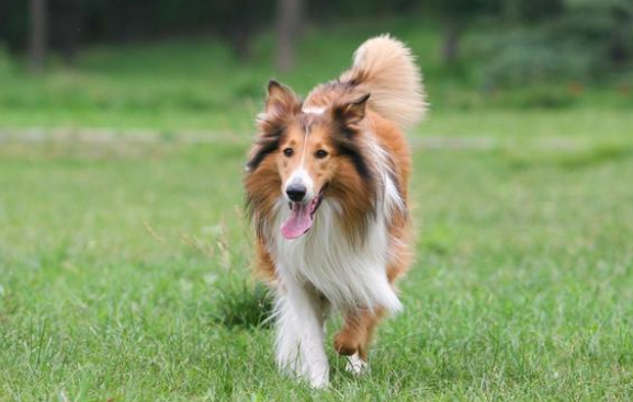 遛狗偶遇苏格兰牧羊犬，意外发现狗狗悲惨身世