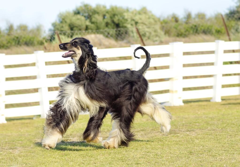 了解阿富汗犬禁养的原由（阿富汗犬好养吗）