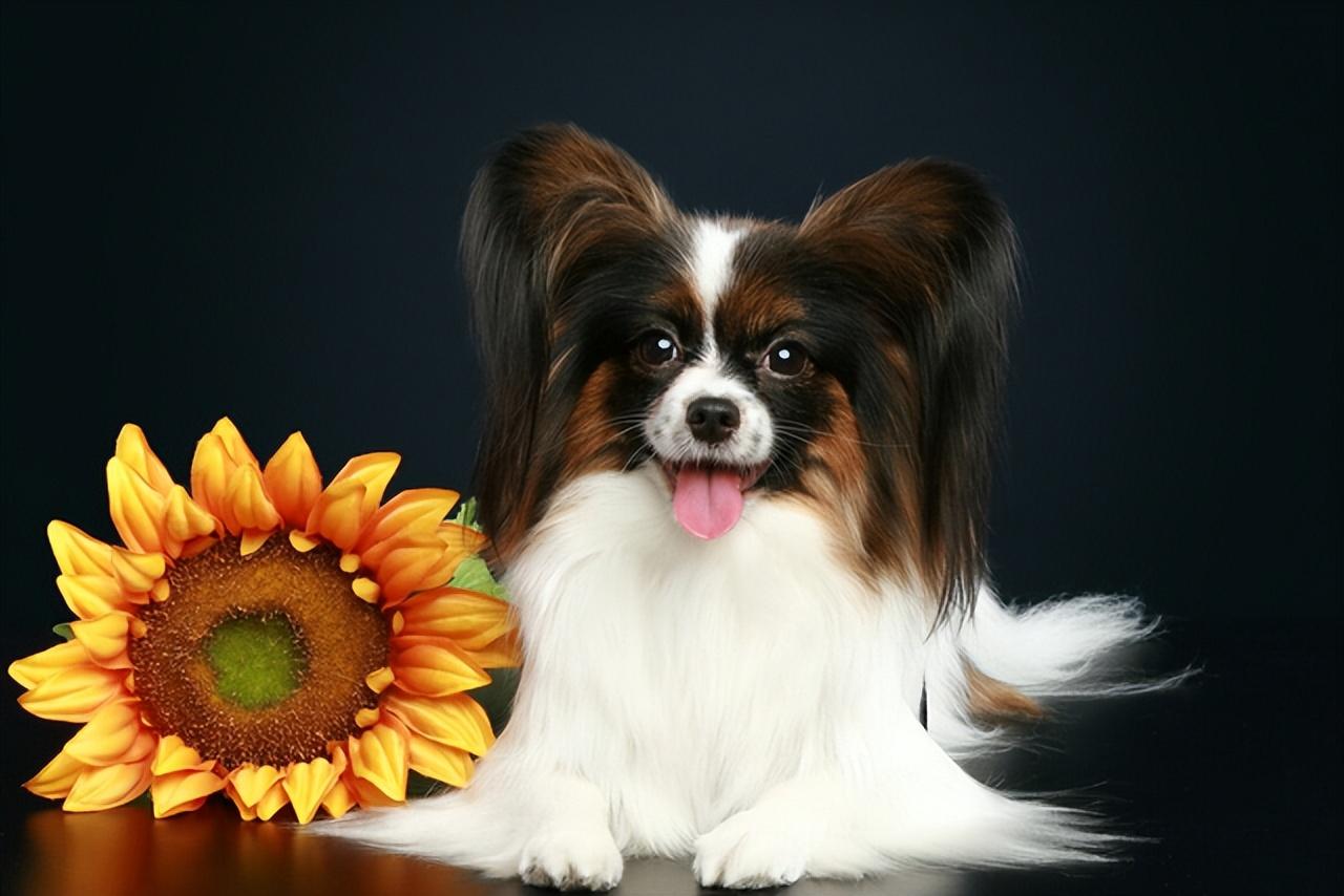 蝴蝶犬好养吗（建议养蝴蝶犬的6个原因）