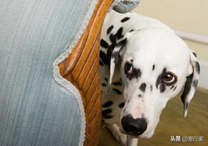 狗狗脑子每天在想什么（附：7件狗狗白天都会想的事情）