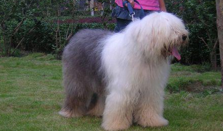 古代英国牧羊犬生活习惯