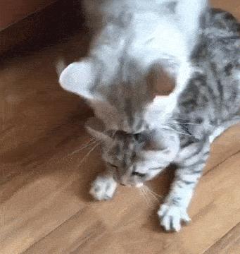 猫妈妈为何将小猫到处叼（附：猫妈妈叼小猫挪窝的原因）