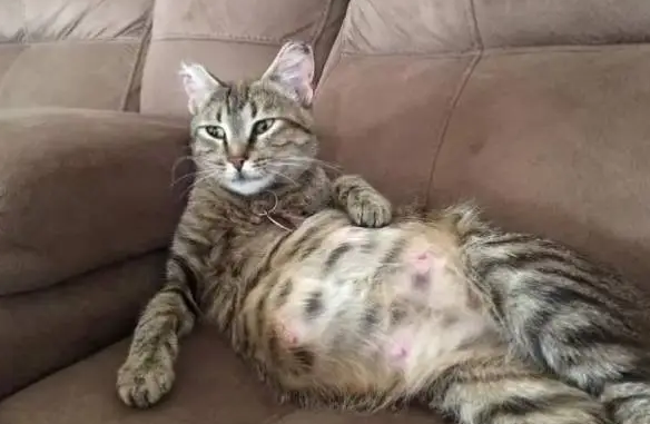 一文告诉你，猫怀孕会瘦吗？