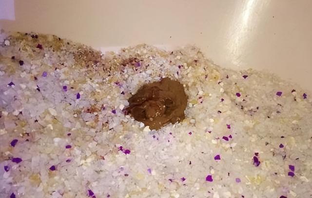 猫传腹会传染吗(猫传腹传染给别的猫的几率大吗)