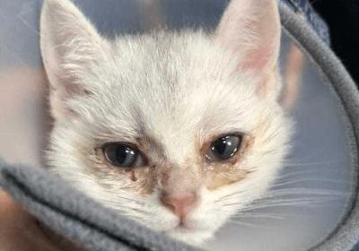 猫一只眼睛有点睁不开怎么办（猫一只眼睛有脓黄眼屎）