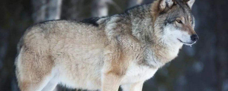 狼会把哈士奇当同类吗 第1张