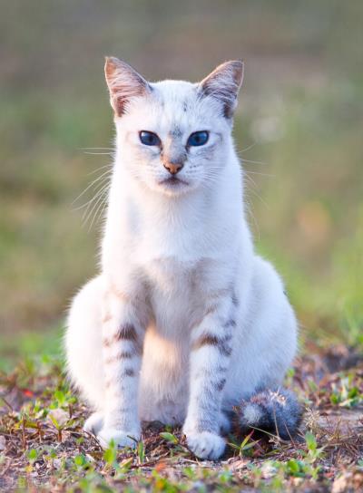 可以判断猫咪年龄的方法(怎么判断猫的年龄)