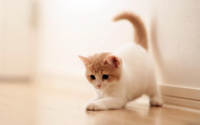 你很了解猫？下面这12个关于猫咪的冷知识你都知道吗？