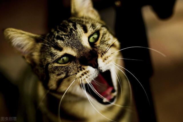 母猫不做绝育会怎么样(母猫不做绝育能活多久)