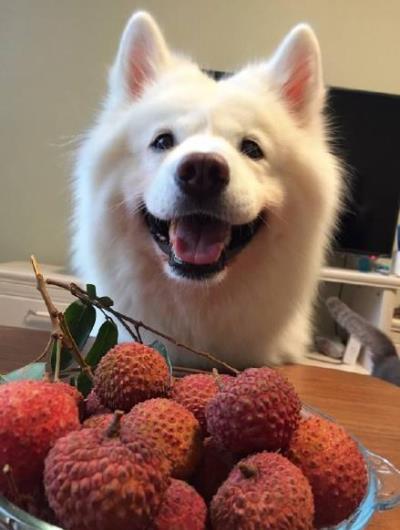 狗狗再馋也不能喂（狗狗能吃多少个圣女果）